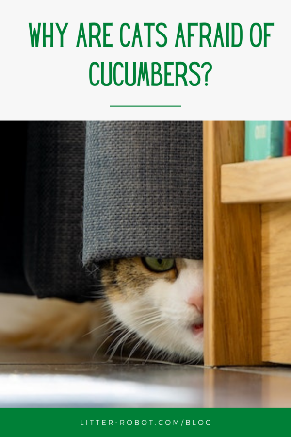 Why These Scaredy Cats Are Absolutely Terrified of Cucumbers - ABC