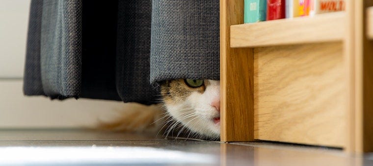 Scaredy Cats Pick The Most Random Hiding Spots To Avoid Their Hoomans - I  Can Has Cheezburger?