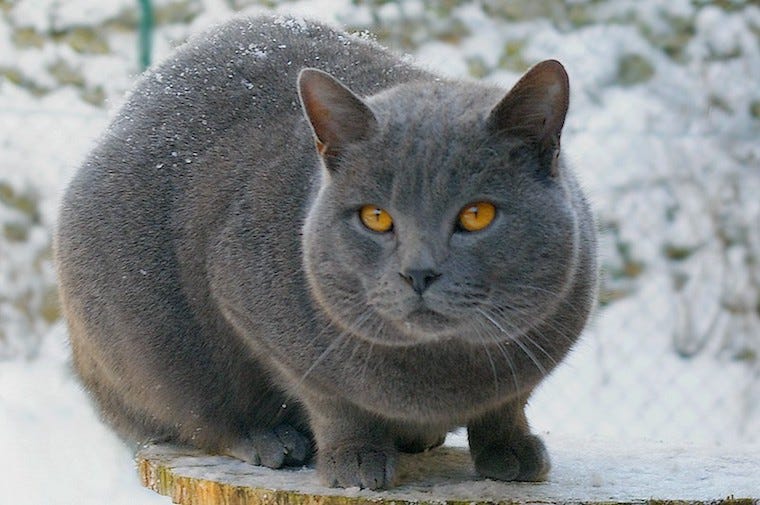 biggest cat breed in the world