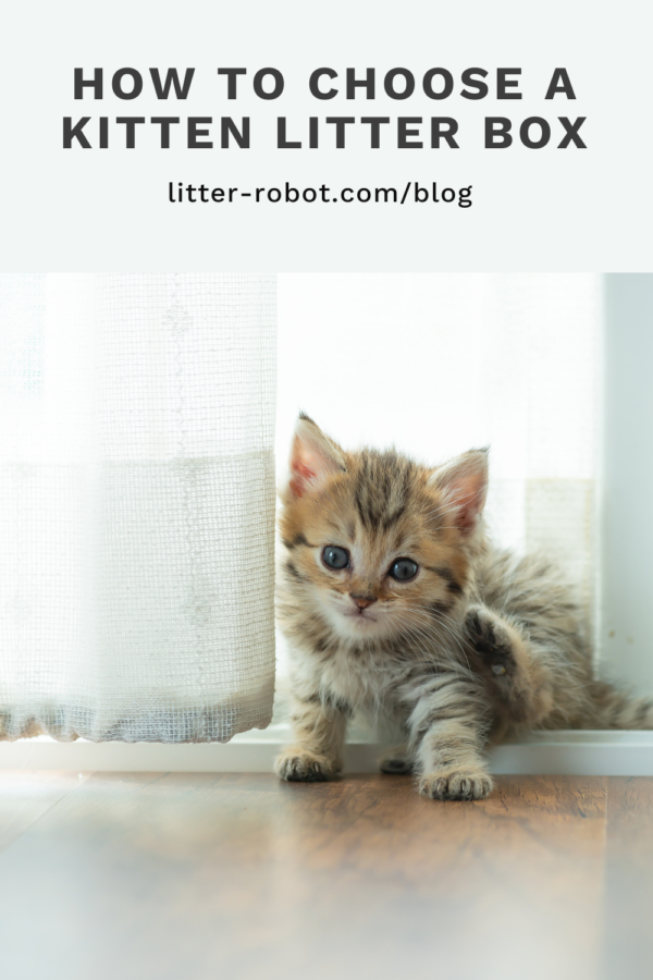 How To Choose a Kitten Litter Box