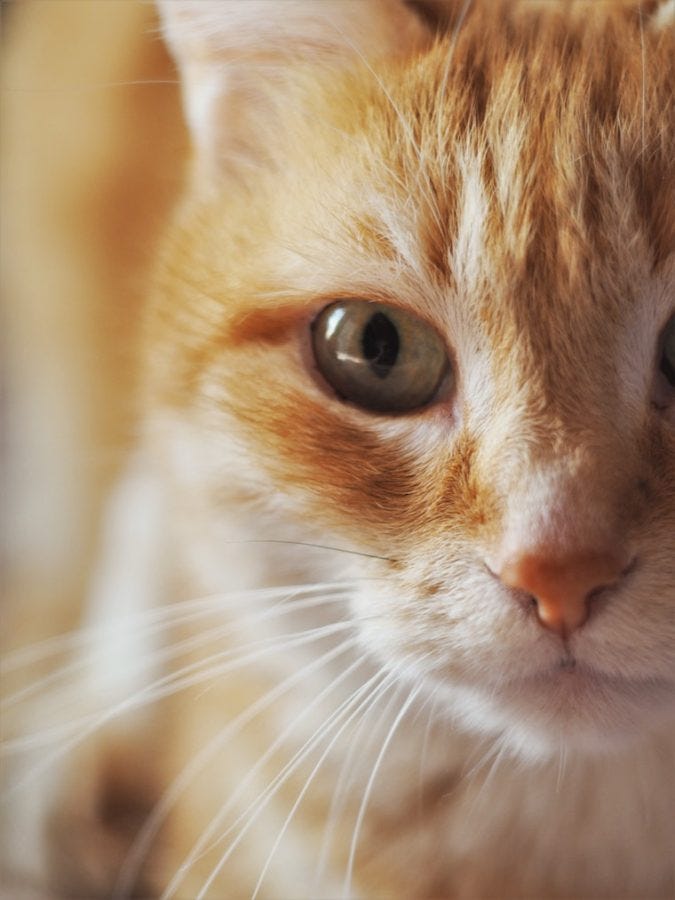 What Eye Diseases Are Affecting Your Cat's Eyes?