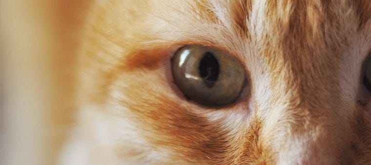 common feline eye infections
