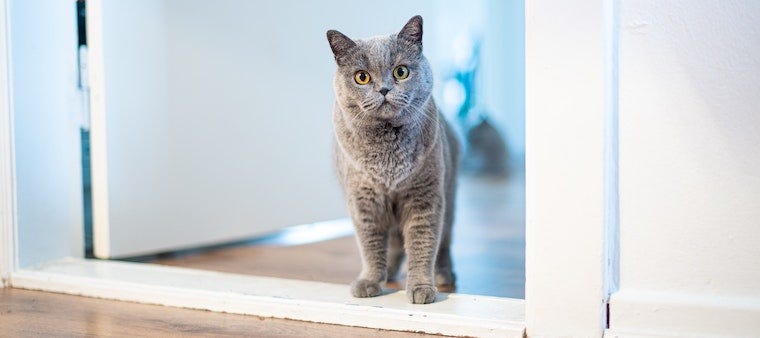 The Mystery of the Litter Box Reject – Why Your Cat Suddenly Started Pooping on the Floor