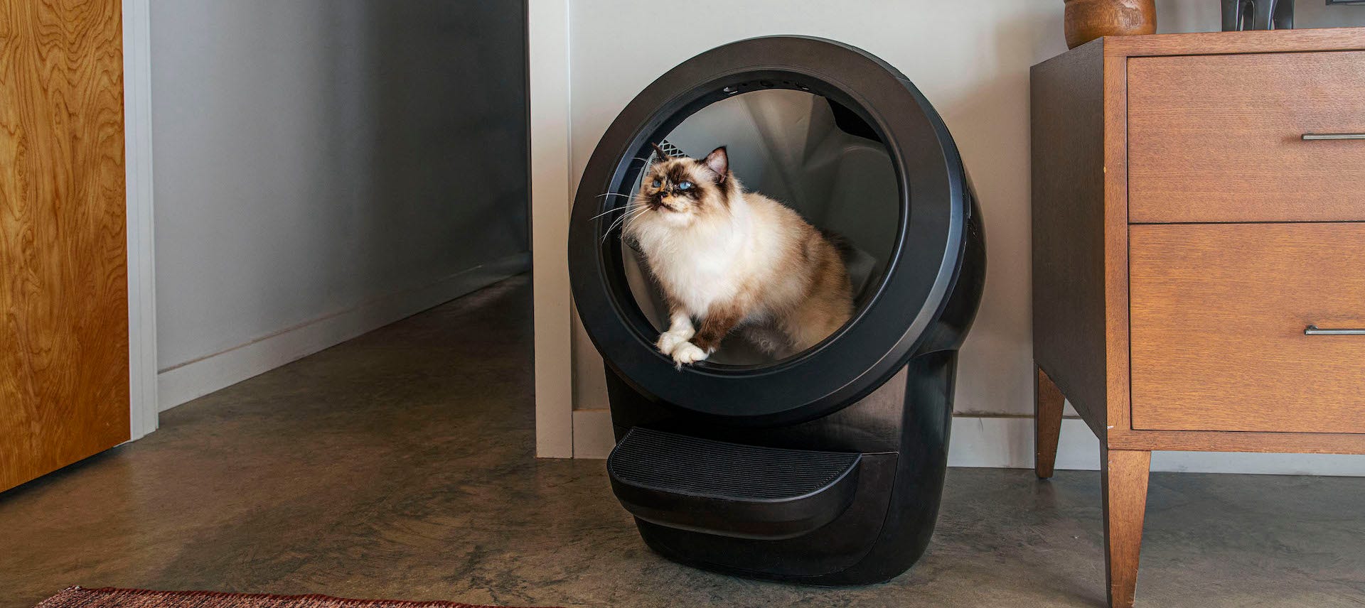 Where to Put the Litter Box in a Small House or Apartment