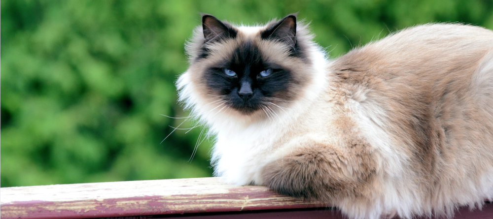 Birman Cat Breed Guide and Profile | Litter-Robot