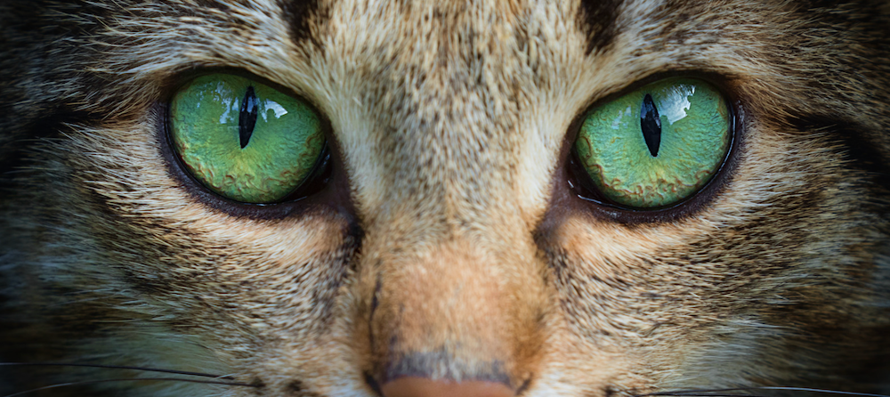 brown tabby cat with green eyes