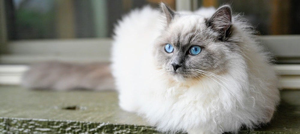 Ragdoll: Cat breed characteristics & care