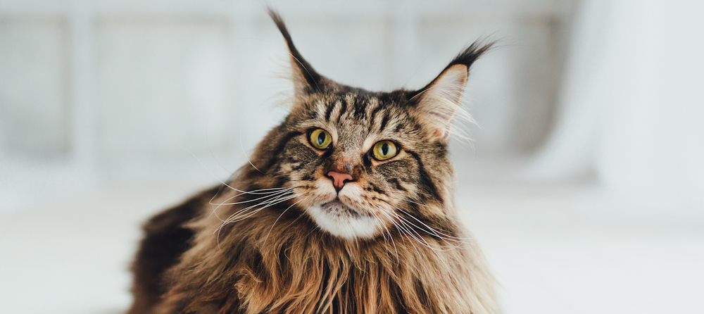 What To Do if Your Cat's Ears Are Warm 