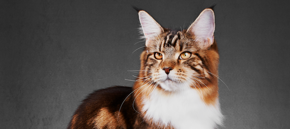 What Colors Can Maine Coon Cats Be?