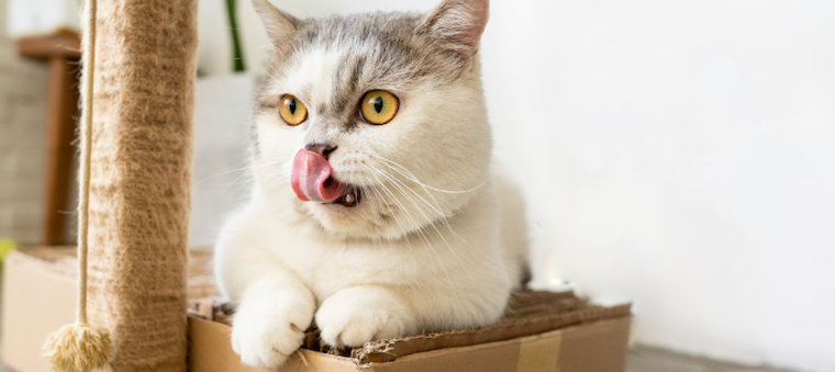 Munchkin Cat Personality: How Do Munchkin Cats Act?