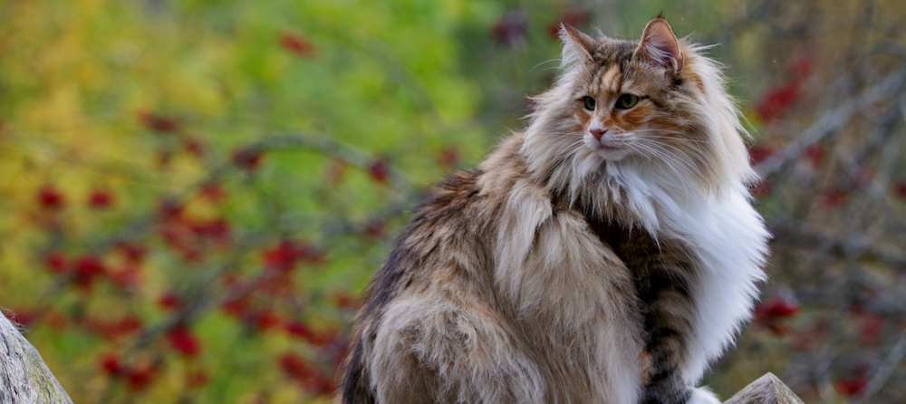 10 Cat Breeds Purrfect for Cold Weather– Rufus & Coco Australia