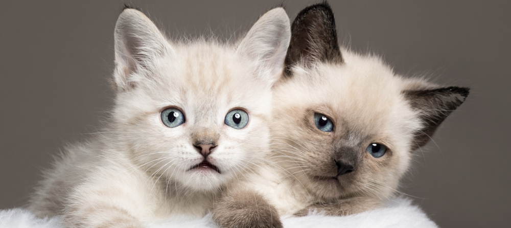fluffy siamese kittens