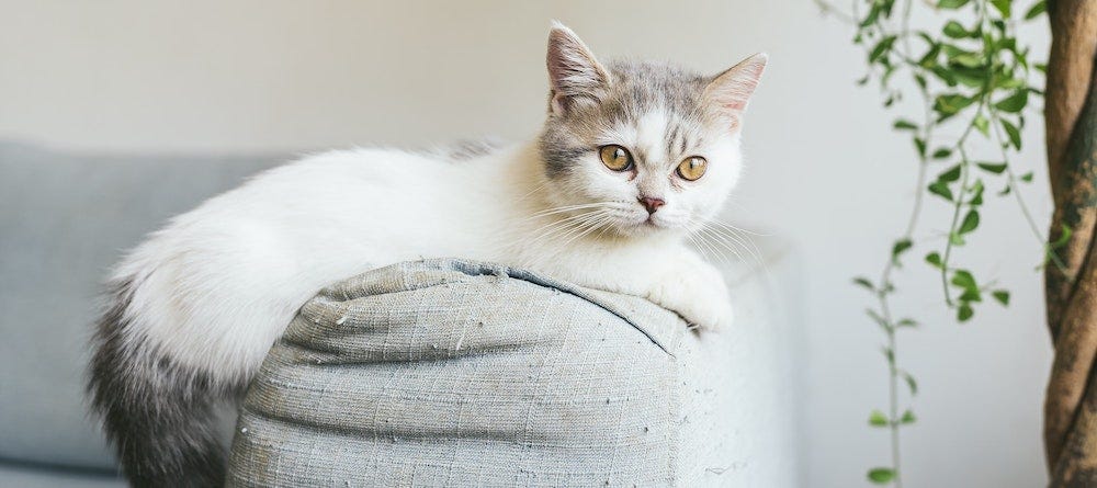 Grey Munchkin Cat: Facts, Origin & History (With Pictures) - Catster