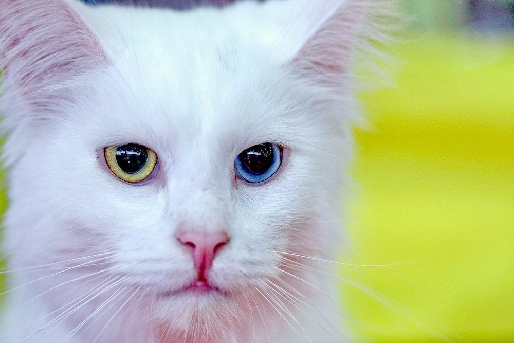 Turkish Angora Cat Breed Guide And Profile | Litter-Robot