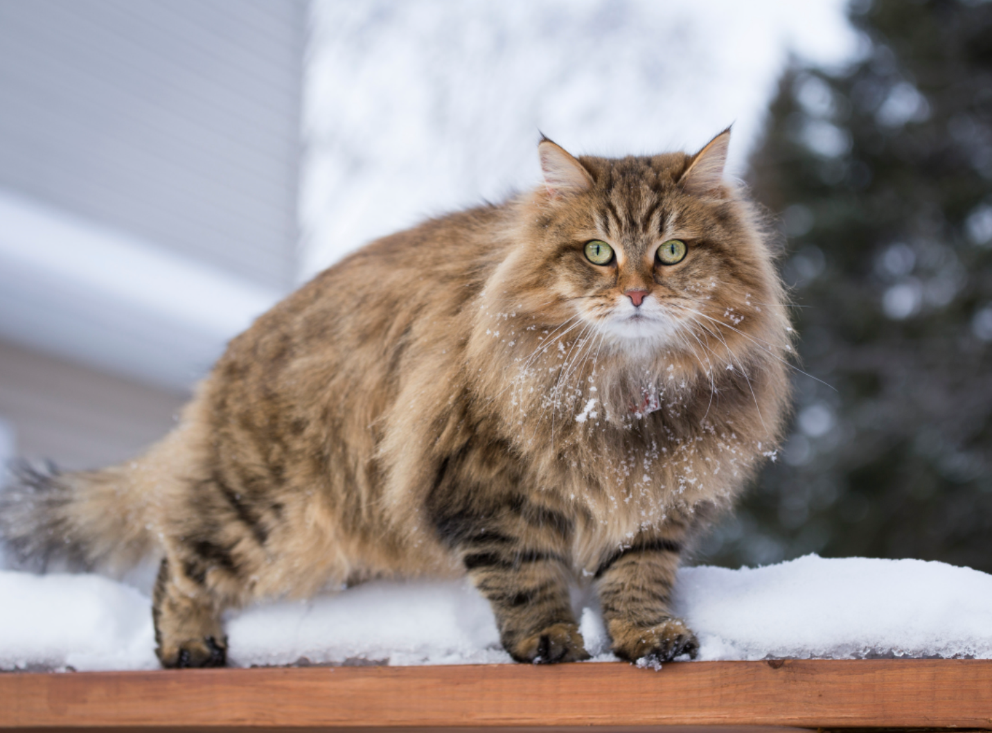 Black Russian Siberian Kitten