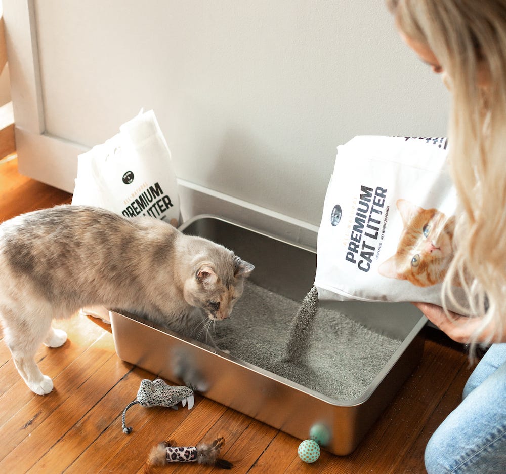 Litter Boxes For Large Cats: Solutions Litter-Robot