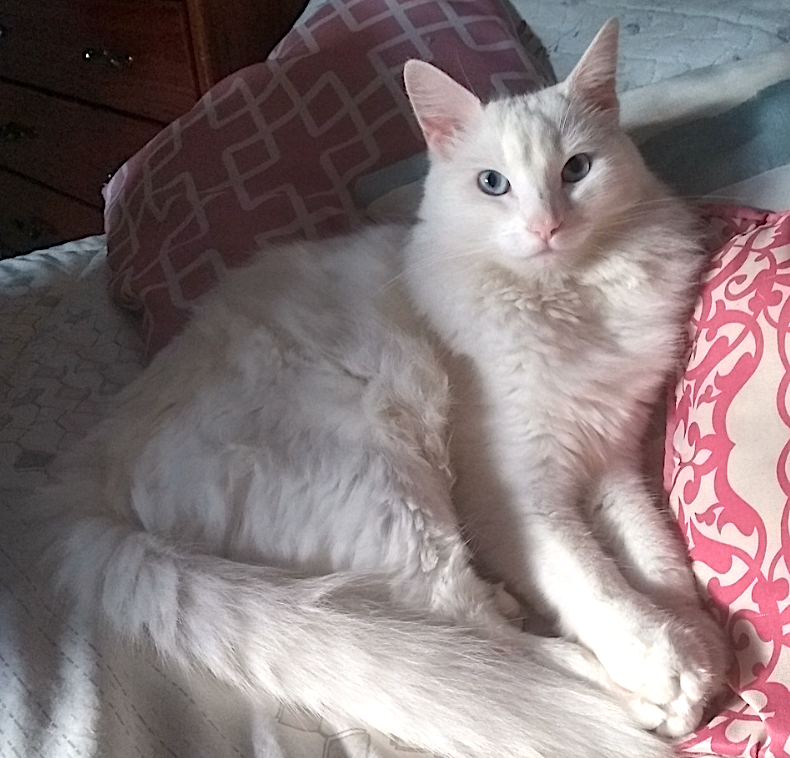 Gray Turkish Angora