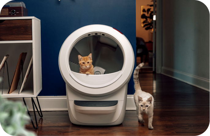 A cat sitting in a Litter-Robot 4 with another cat walking by.