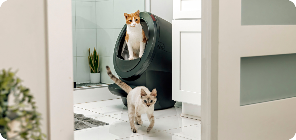 A cat standing in a Litter-Robot 4 as another cat walks by.