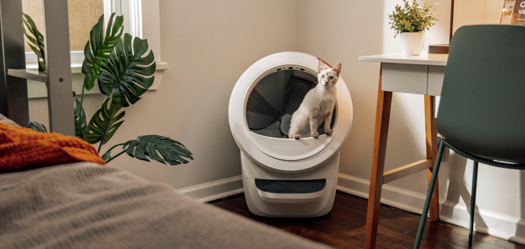 A white cat looking outside of a Litter-Robot 4.