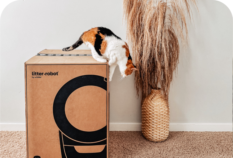 A cat standing on top of a Litter-Robot box.