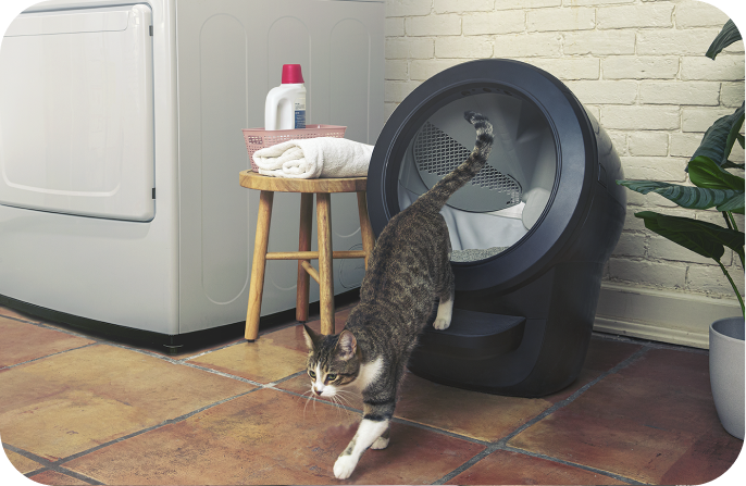 A striped cat jumping out of a Litter-Robot 4.