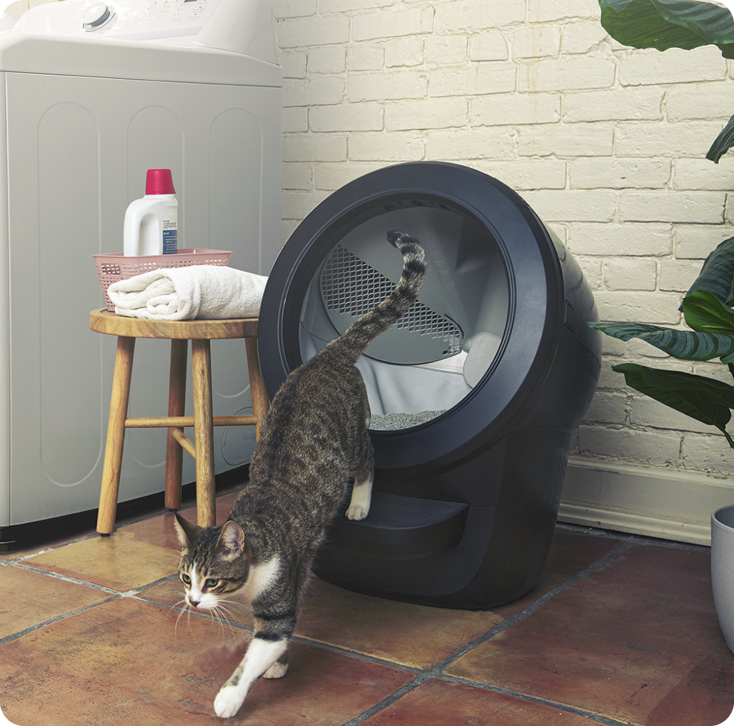 A striped cat jumping out of a Litter-Robot 4.