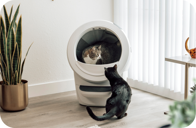 A cat sits in Litter-Robot 4 as another cat looks inside.