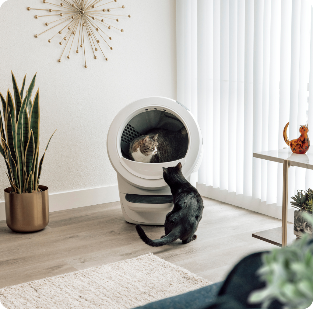 A cat sits in Litter-Robot 4 as another cat looks inside.