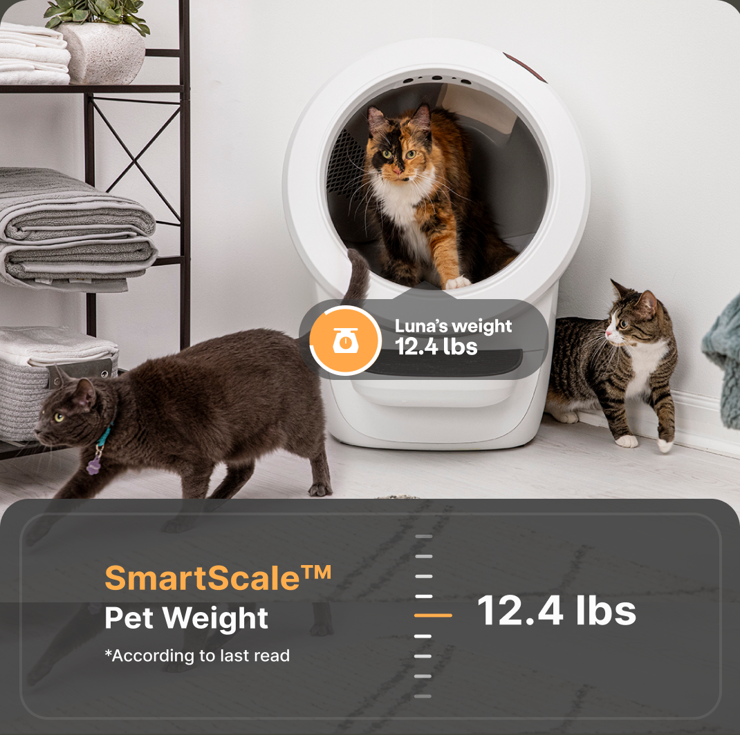 An image of an orange, white, and black cat standing inside a white Litter-Robot 4 with two other brown cats walking around it.