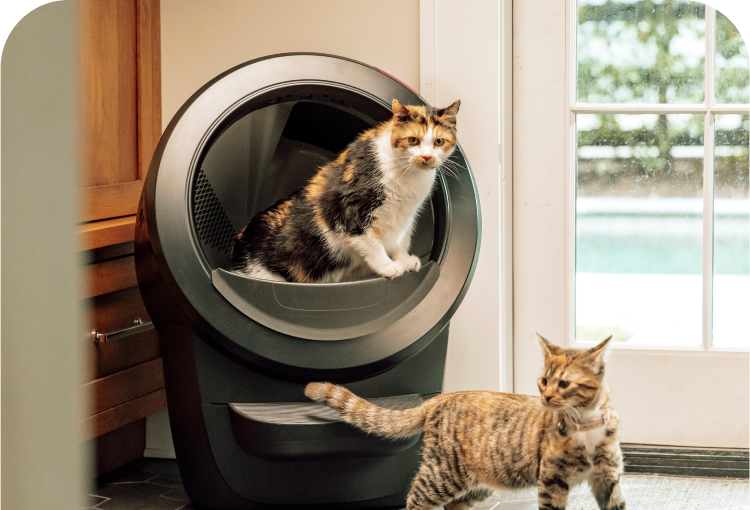 A cat standing in a Litter-Robot 4 and a cat next to it.