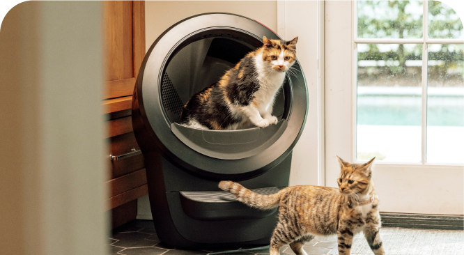 A cat standing in a Litter-Robot 4 and a cat next to it.