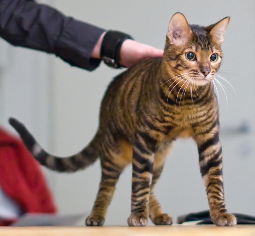 Cat Time - Tiger Cats: Is There A Domestic Tiger Cat Breed?