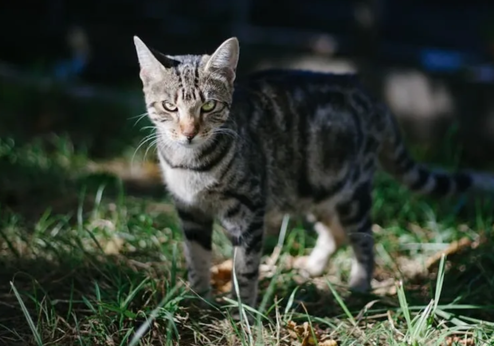 Are Cats Apex Predators? | Litter-Robot