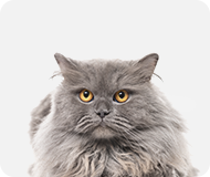 The Characteristics Of Various Cat Breeds - Escalon Times