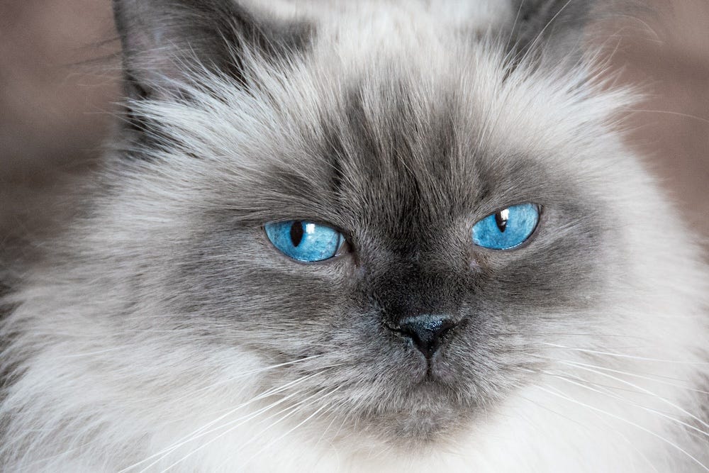 Himalayan Cat Colors - Top 10 Colors from Common to Rare