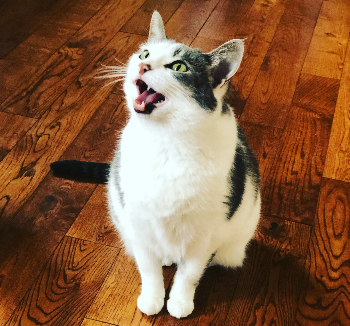 Why Is My Cat Meowing a Lot Suddenly? - Catster