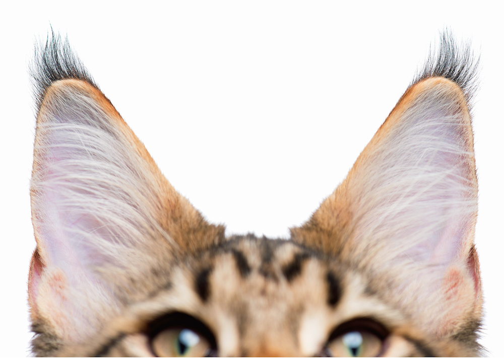 What To Do if Your Cat's Ears Are Warm 