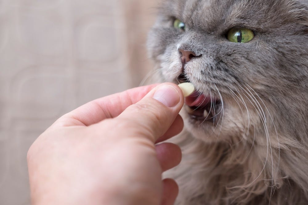 Benadryl to outlet calm cats