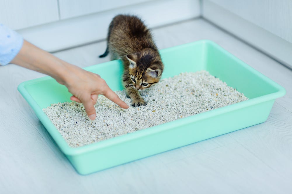 kitten litter box training