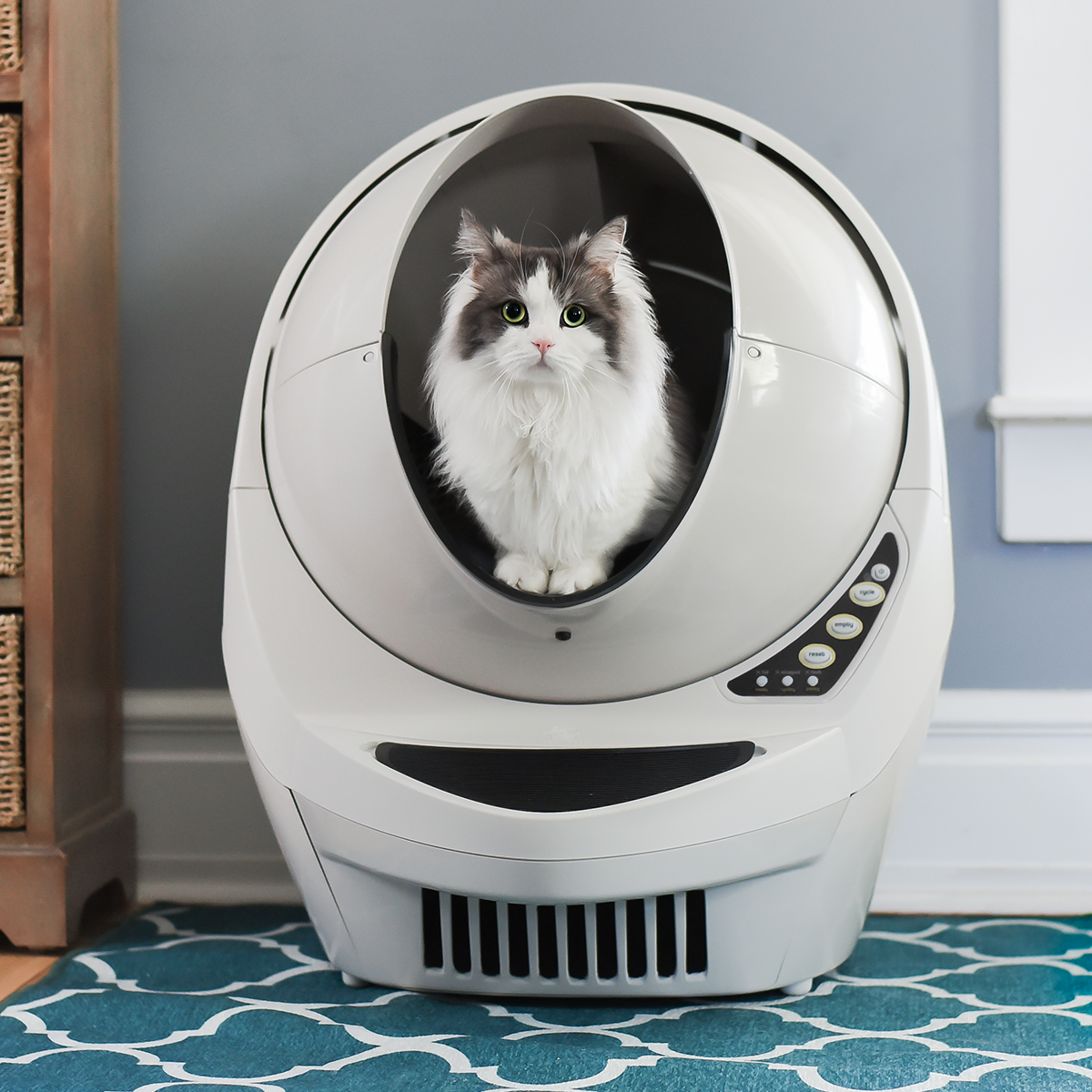 how to empty cat litter box