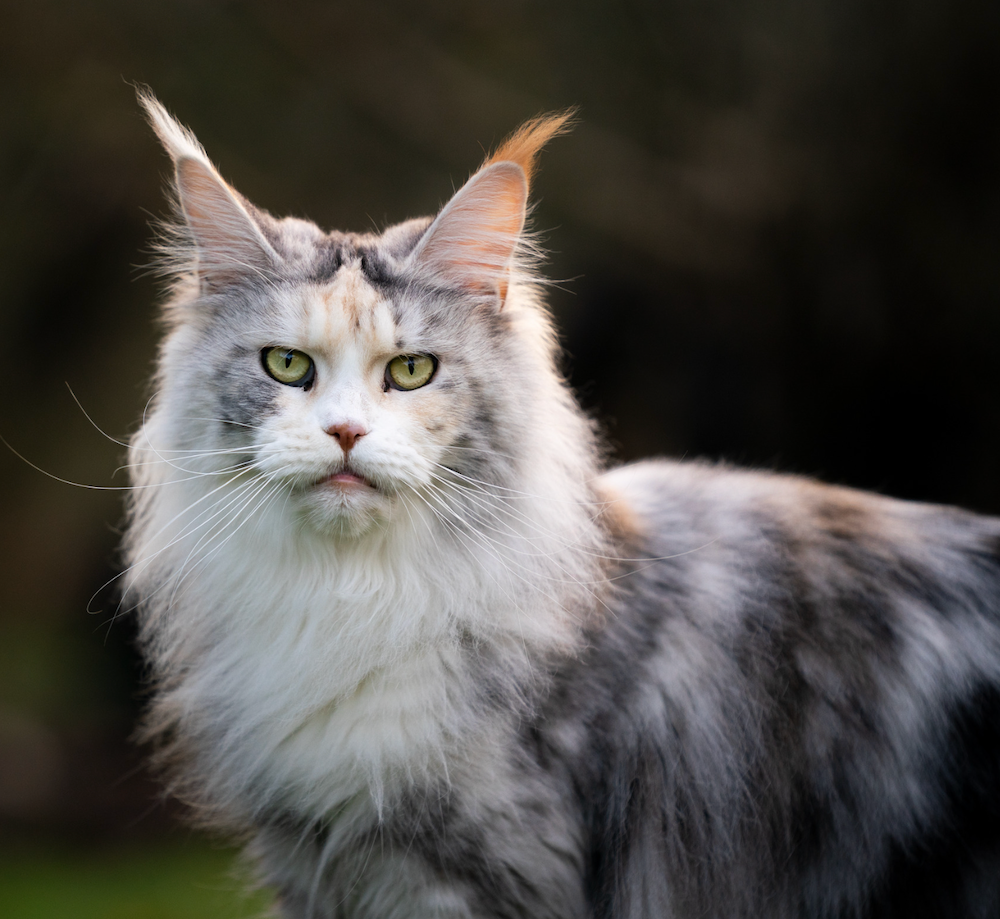 Luscious Locks: 14 Long-Haired Cat Breeds