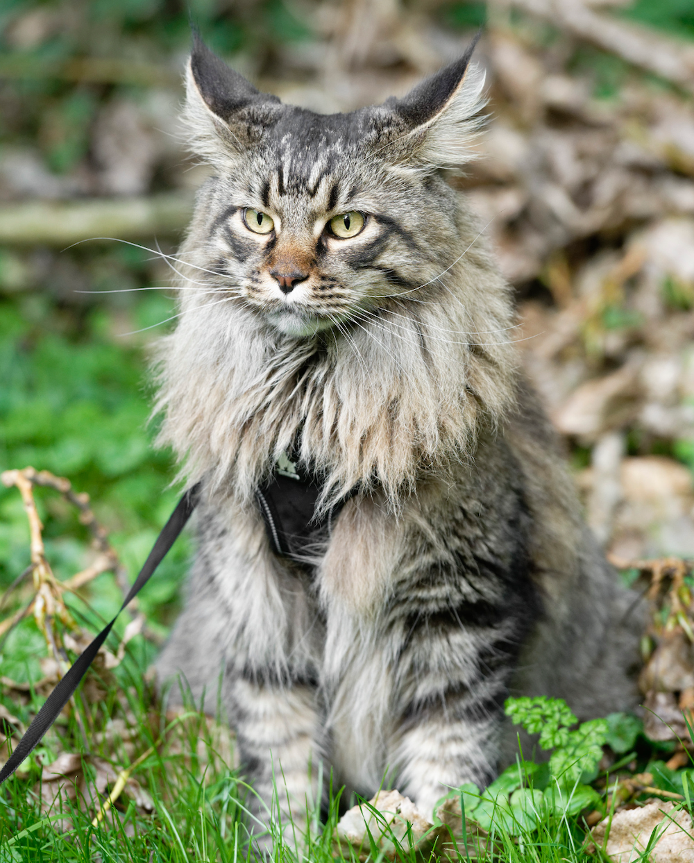Maine Coon Lifespan: How Long Do Maine Coons Live? | Litter-Robot