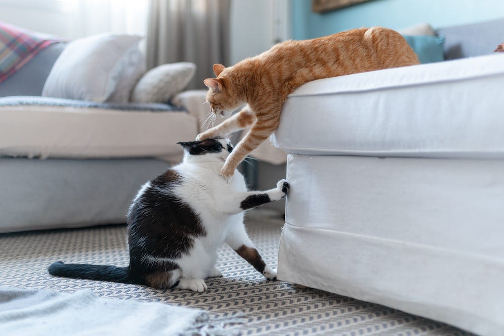 Managing a Multi-Cat Household: Tips and Strategies