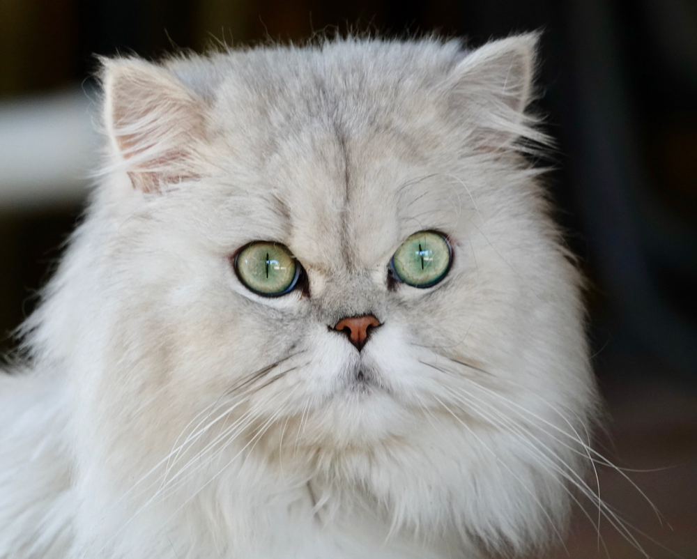 V. Frequently Asked Questions about Persian Cat Lifespan
