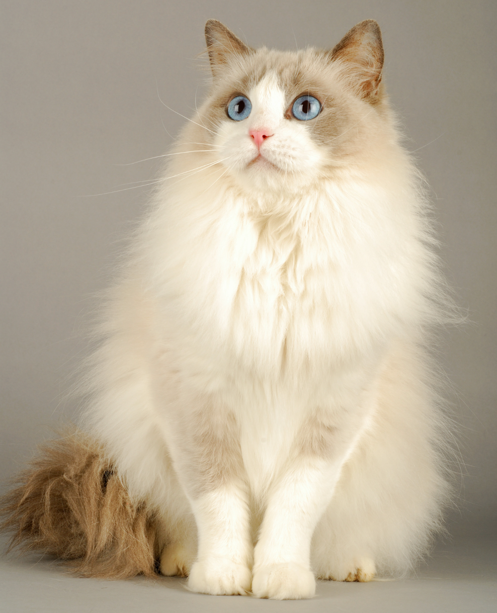 Ragdoll Cat Size: How Big Can They Get? Adult Size & Weight