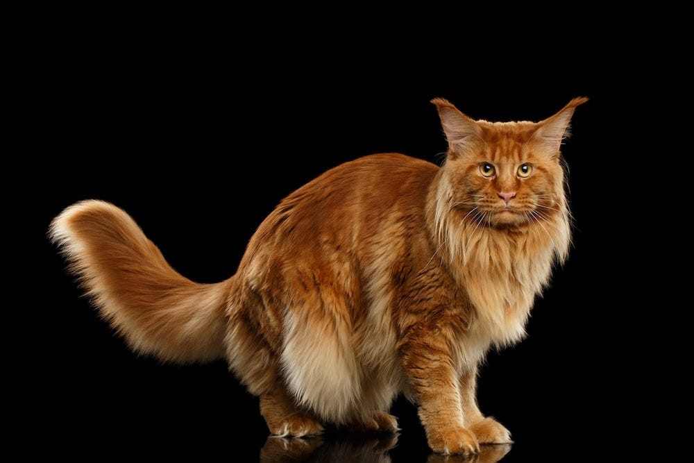 What Colors Can Maine Coon Cats Be? | Litter-Robot