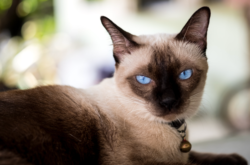 Siamese or Munchkin? Which cat breed lives the longest?, WellPet Humane