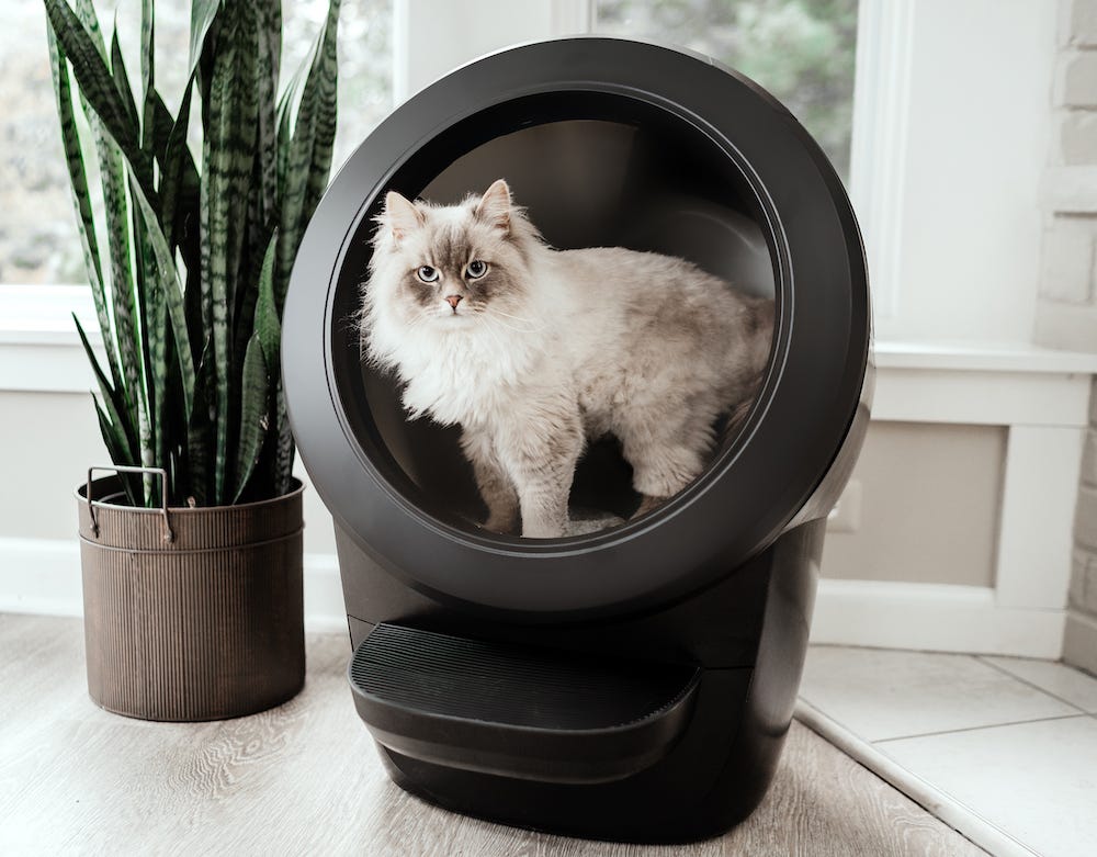 Siberian cat using self-cleaning litter box