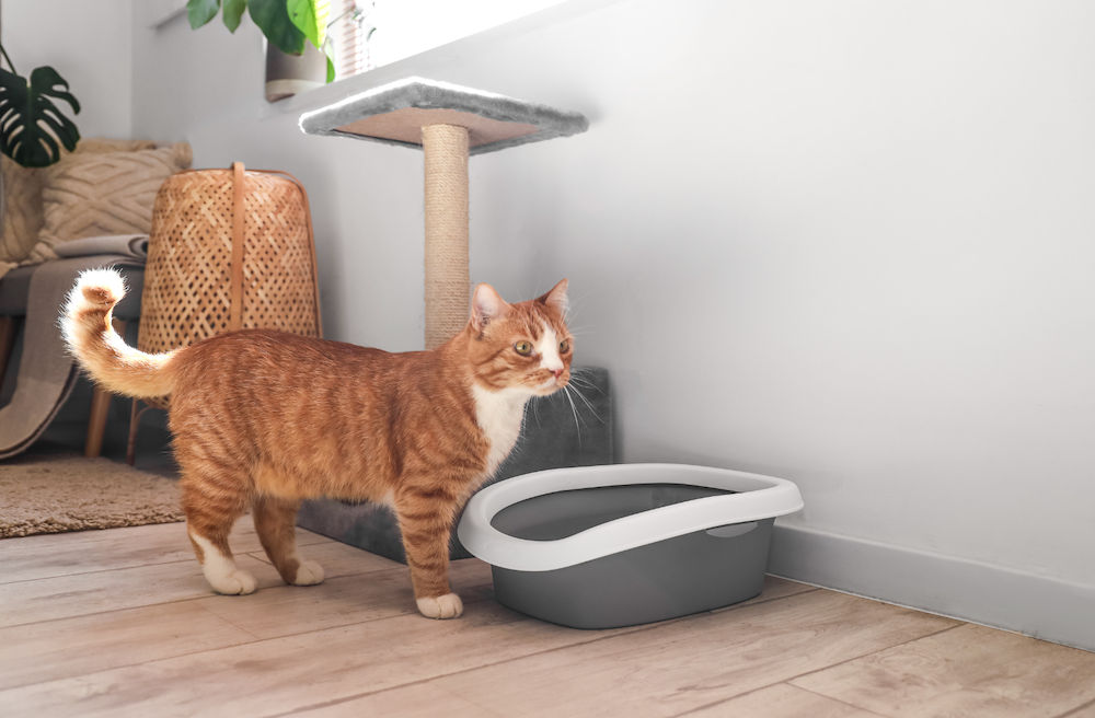 How Many Litter Boxes Per Cat? LitterRobot